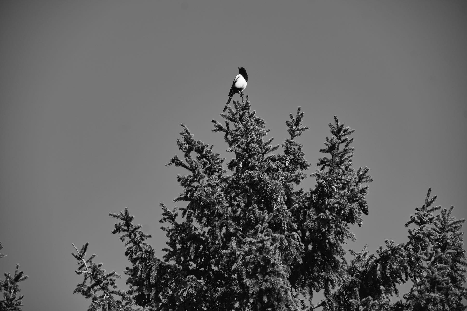 Thomas Willke   Kameramann   München