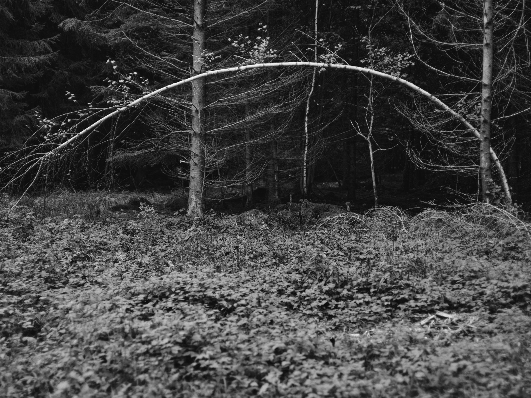 Thomas Willke   Kameramann   München